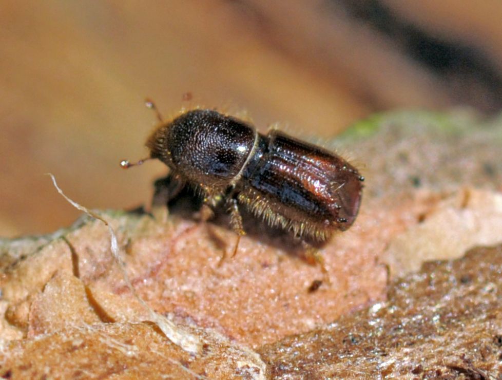 Borkenkäfer I