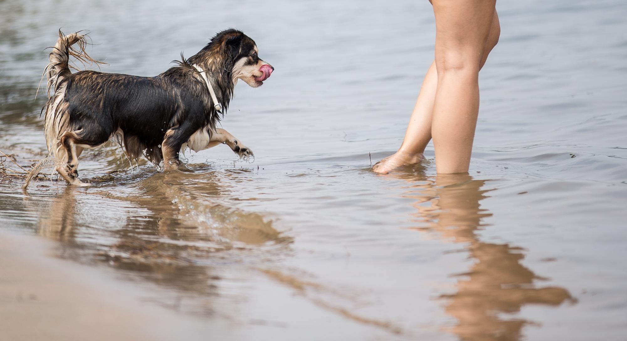 Woof Coach Hund am See