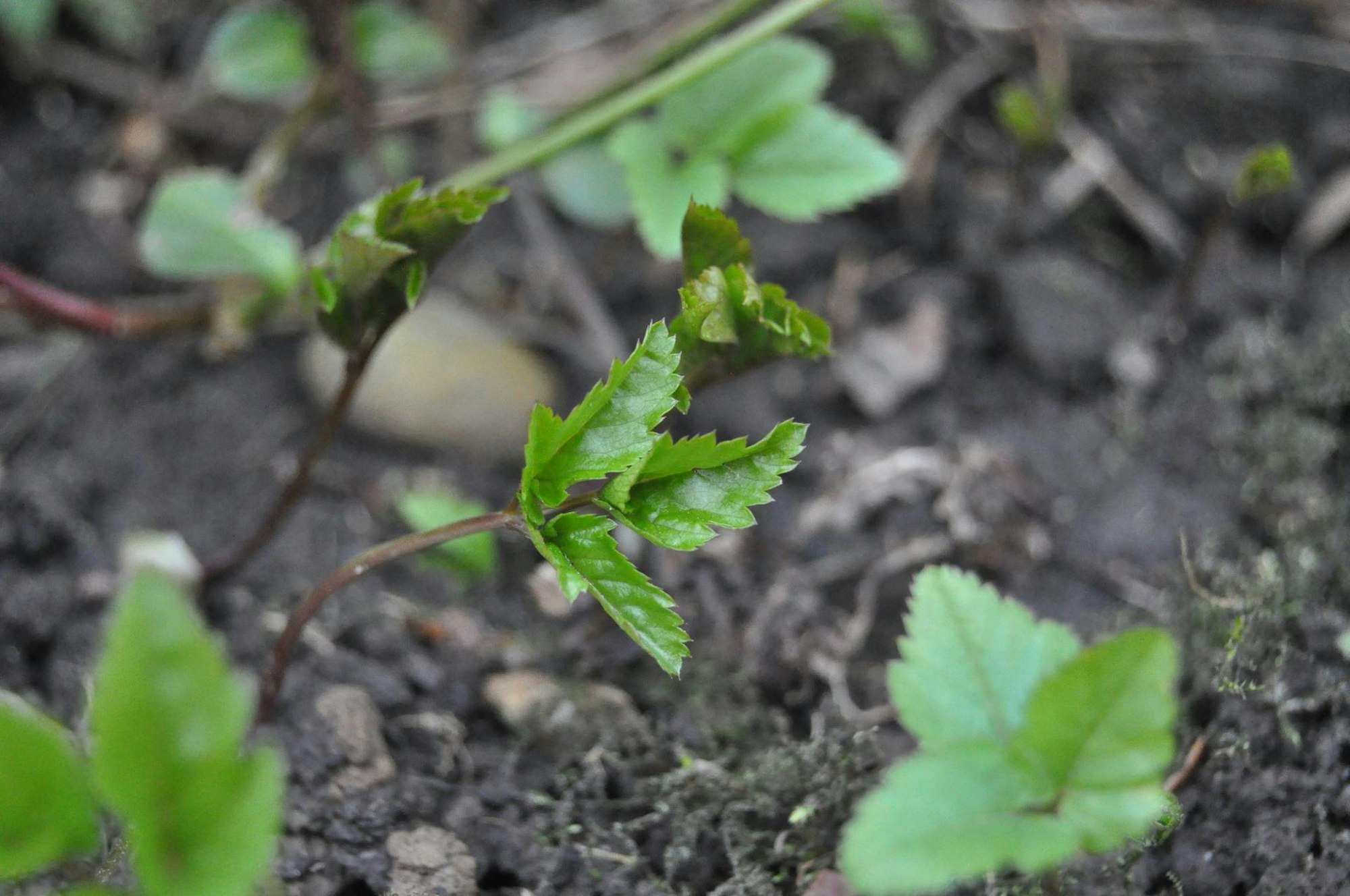 giersch austreibender
