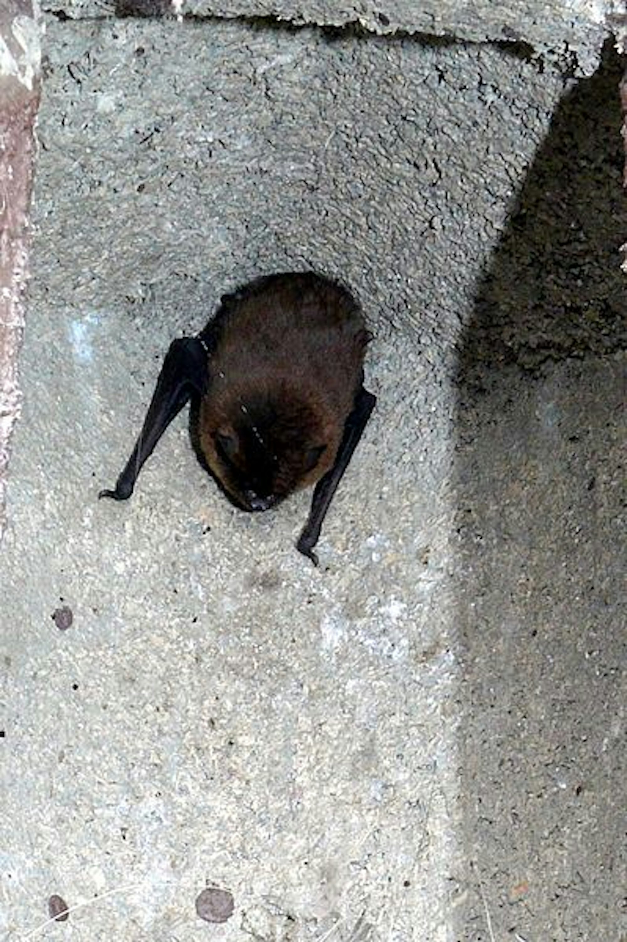 Fledermaus_im_Meisenkasten_1