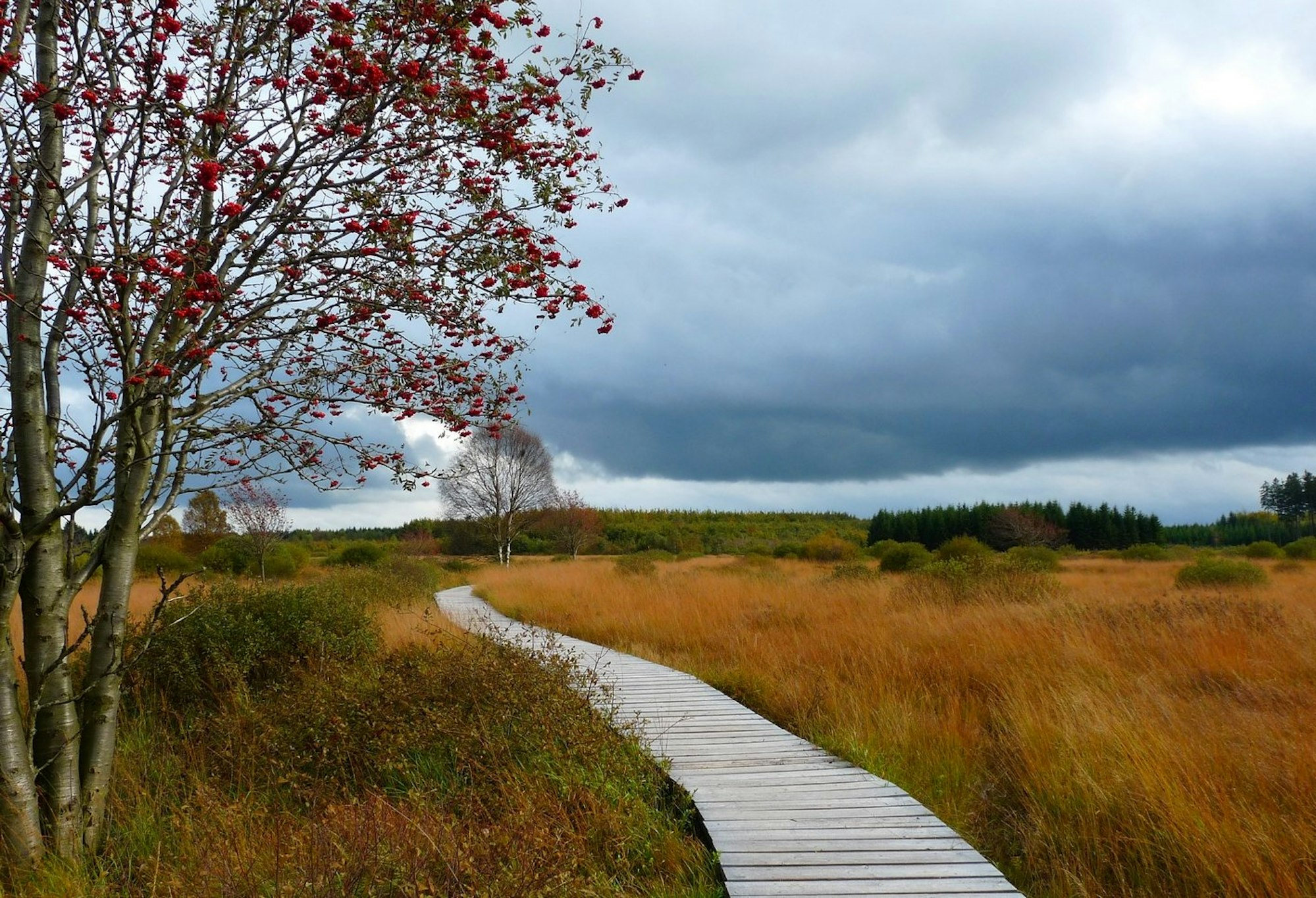 Naturparks. Hohes Venn