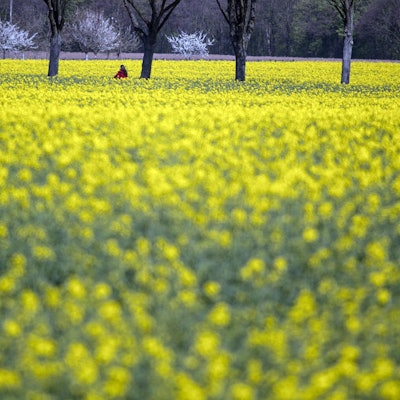 Rapsfeld in Köln april dpa
