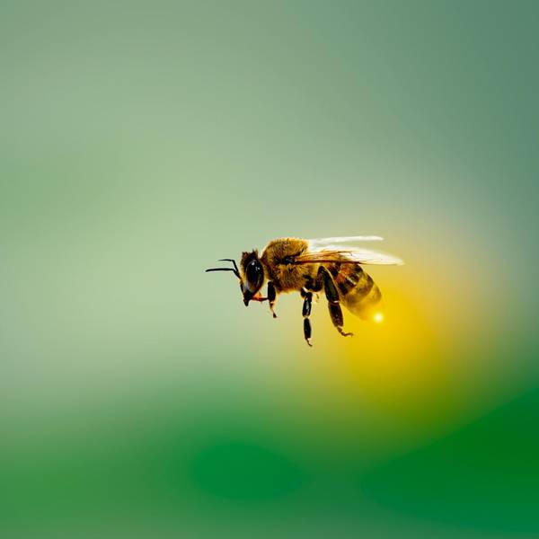 bee-4913122