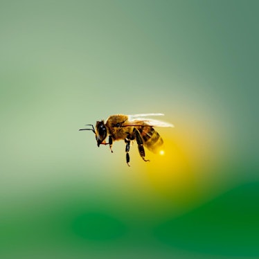 bee-4913122