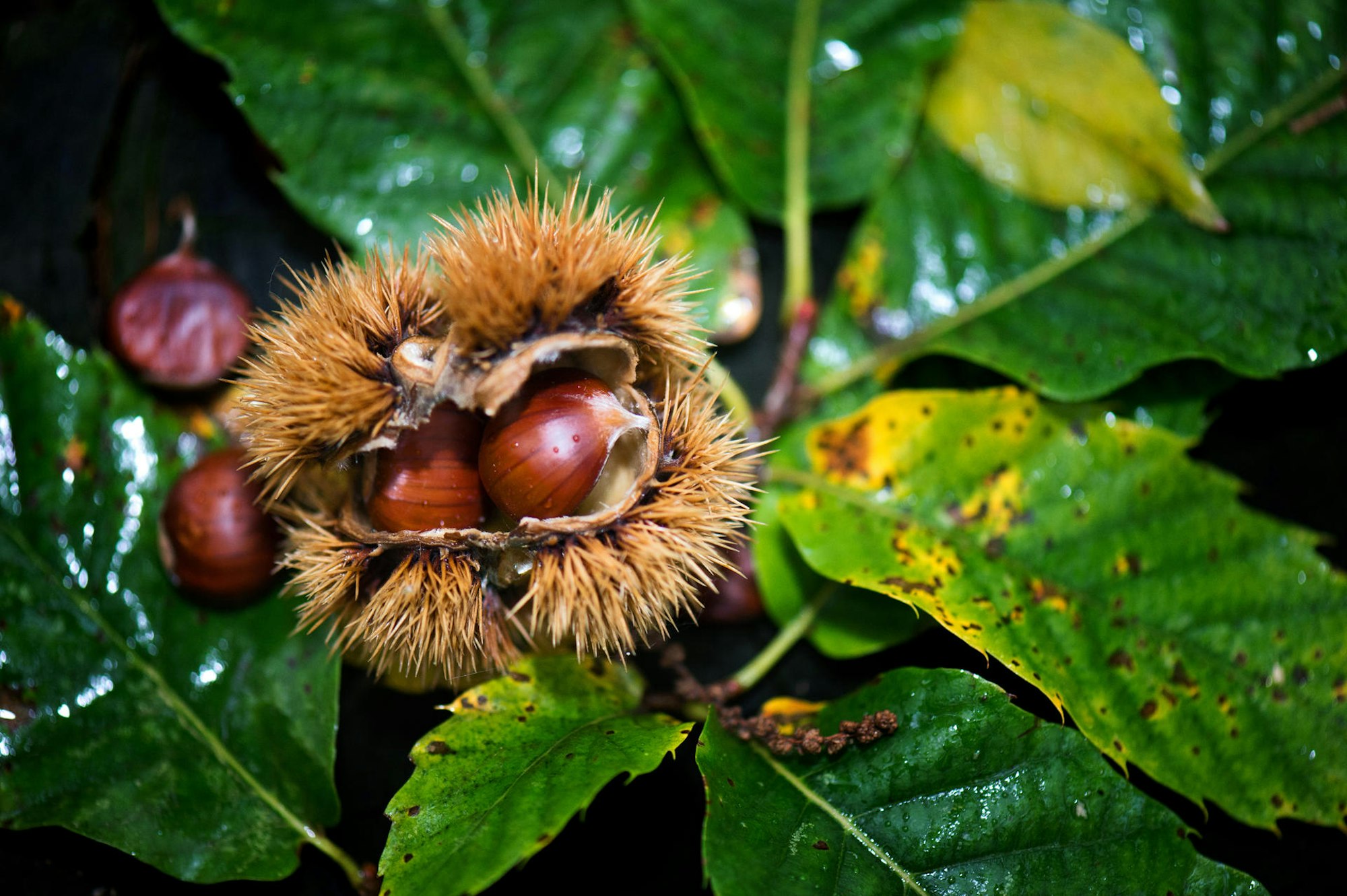 Marone_2_dpa_Stachlige_Schale_del_71437853