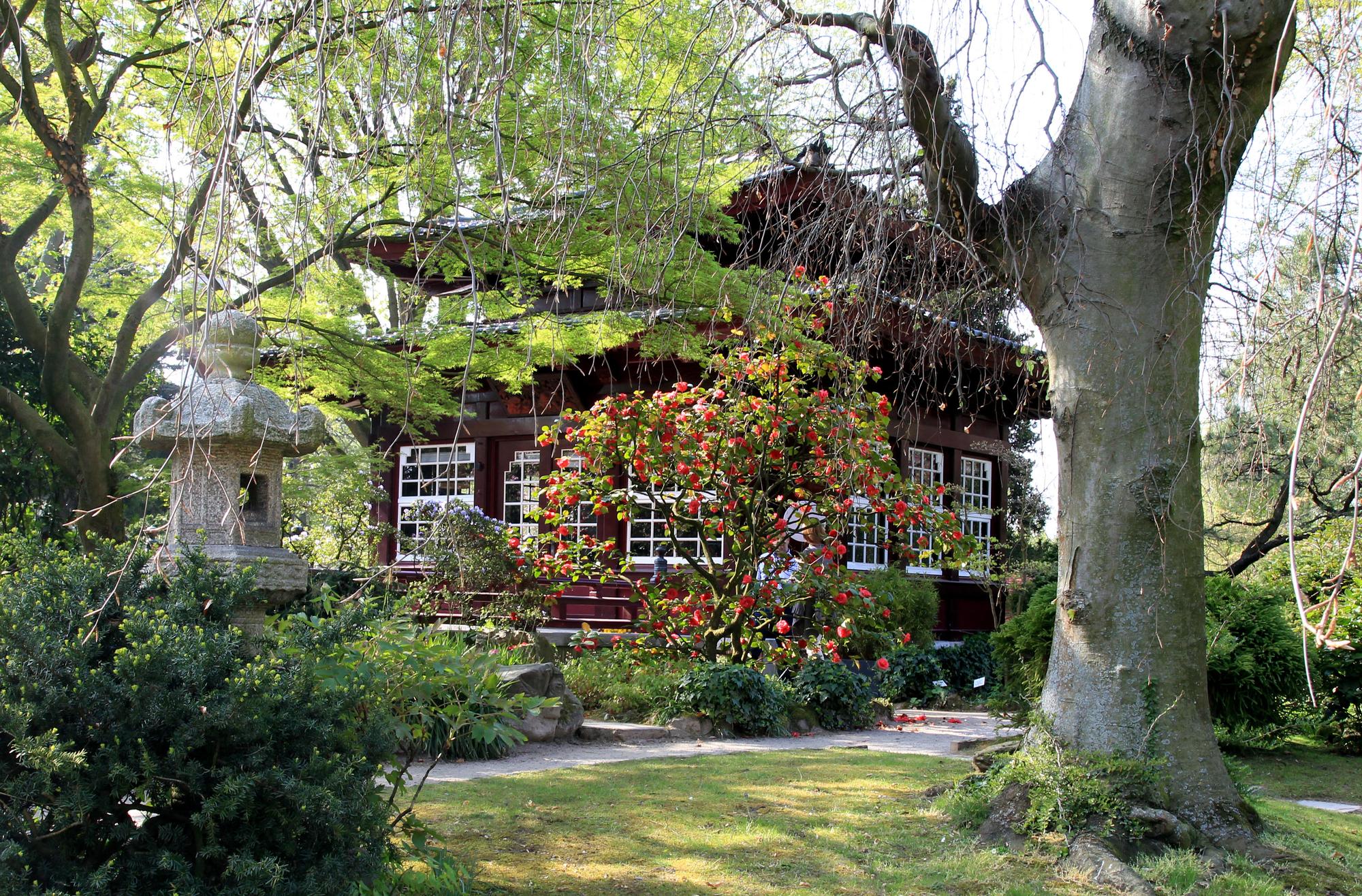 MDS-KSTA-2015-04-29-20150422max-japgarten49