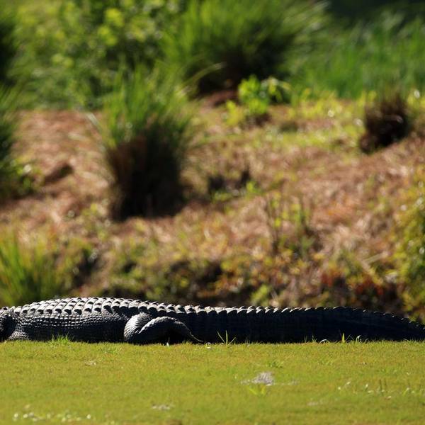 Alligator auf Golfplatz