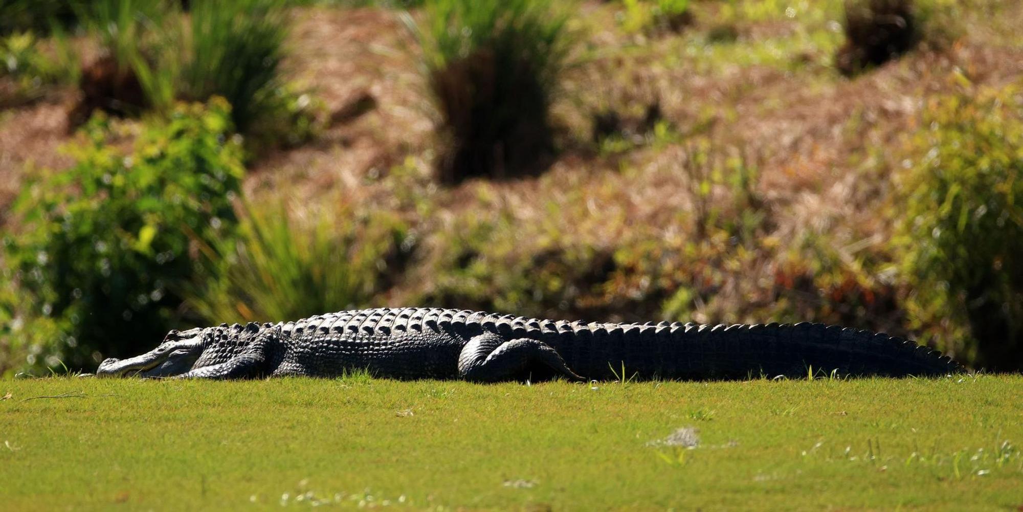 Alligator auf Golfplatz