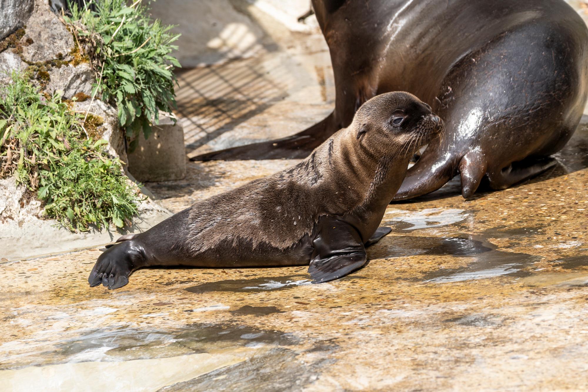 Seelöwenbulle Zoo