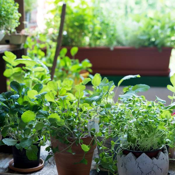 Ruether_micro-greens-kultivieren_ELA1696