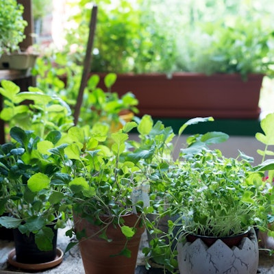 Ruether_micro-greens-kultivieren_ELA1696