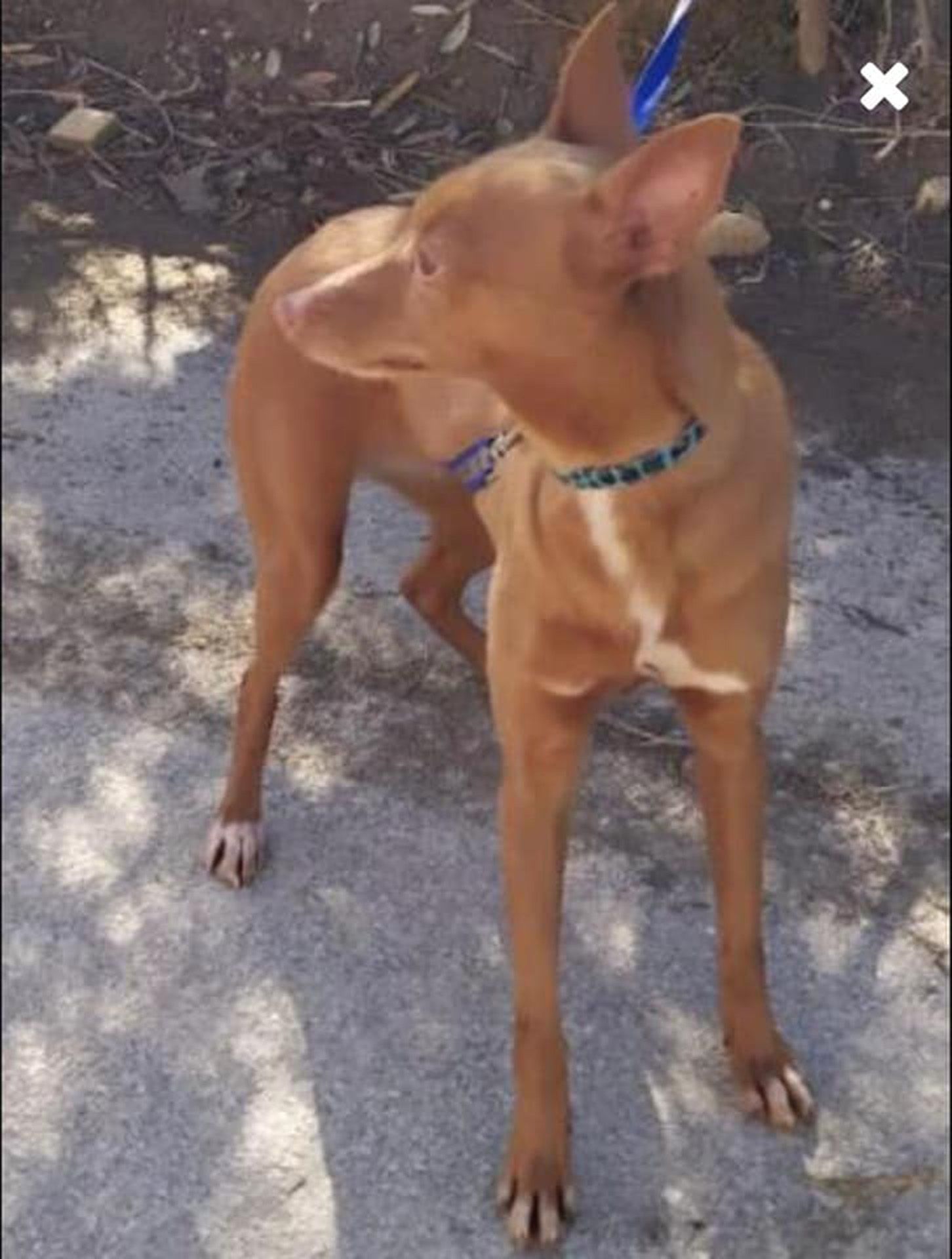 rehpinscher-mischling-Flucht_lola_RLE_Leverkusen31052021189139038_30886543580605