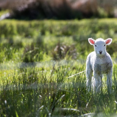 Oaterlamm rod-long-47289-unsplash