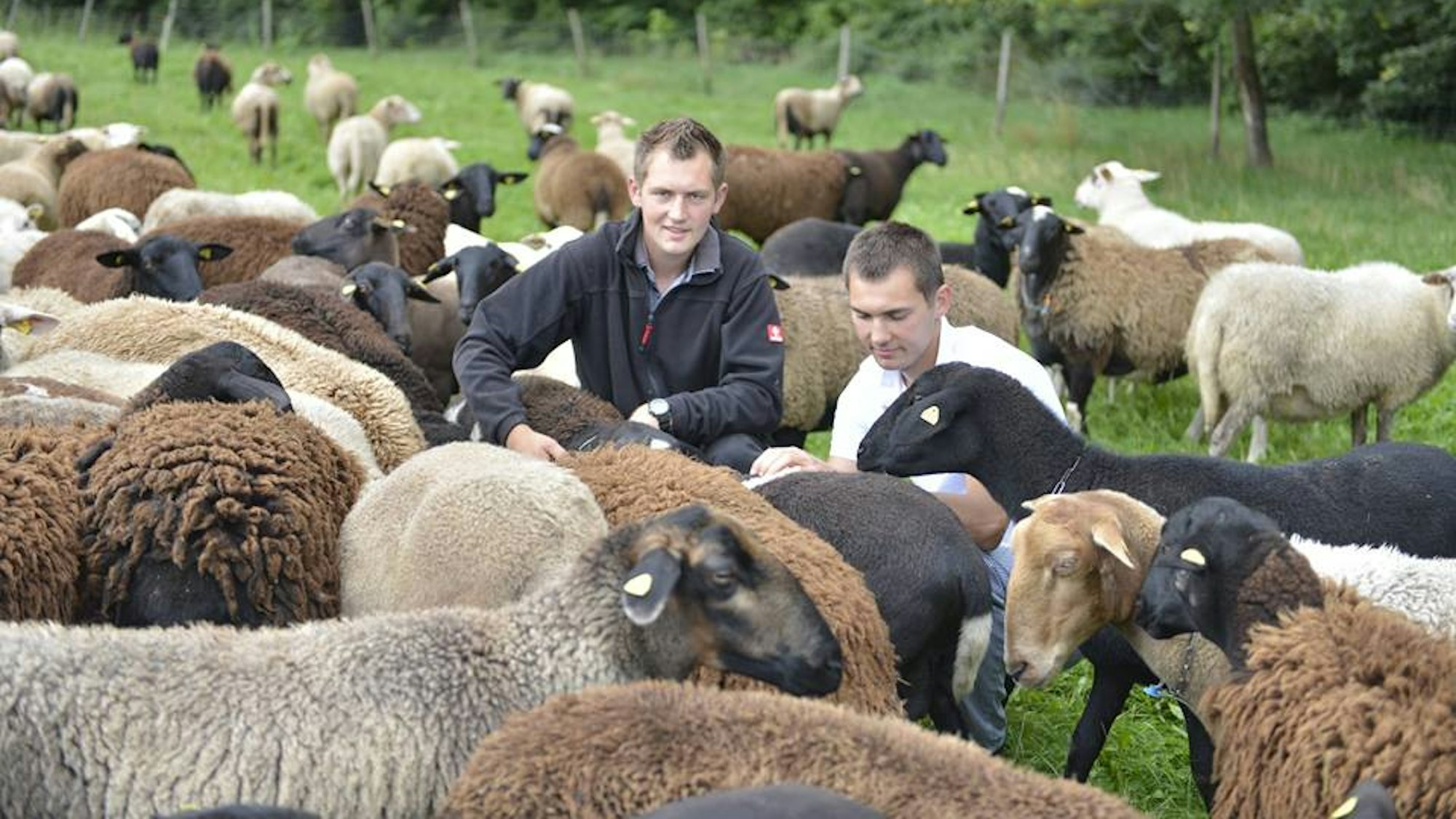 Die Schafsherde auf dem Lapinchen Hof.