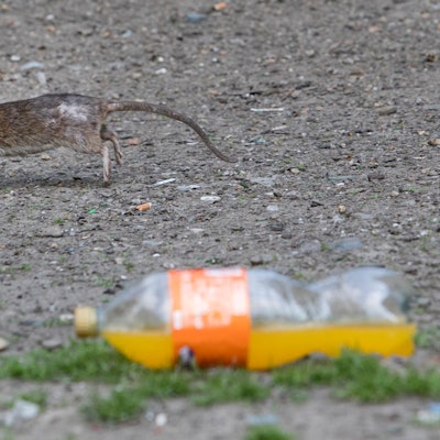 Rattenplage KÖlnberg BAUSE