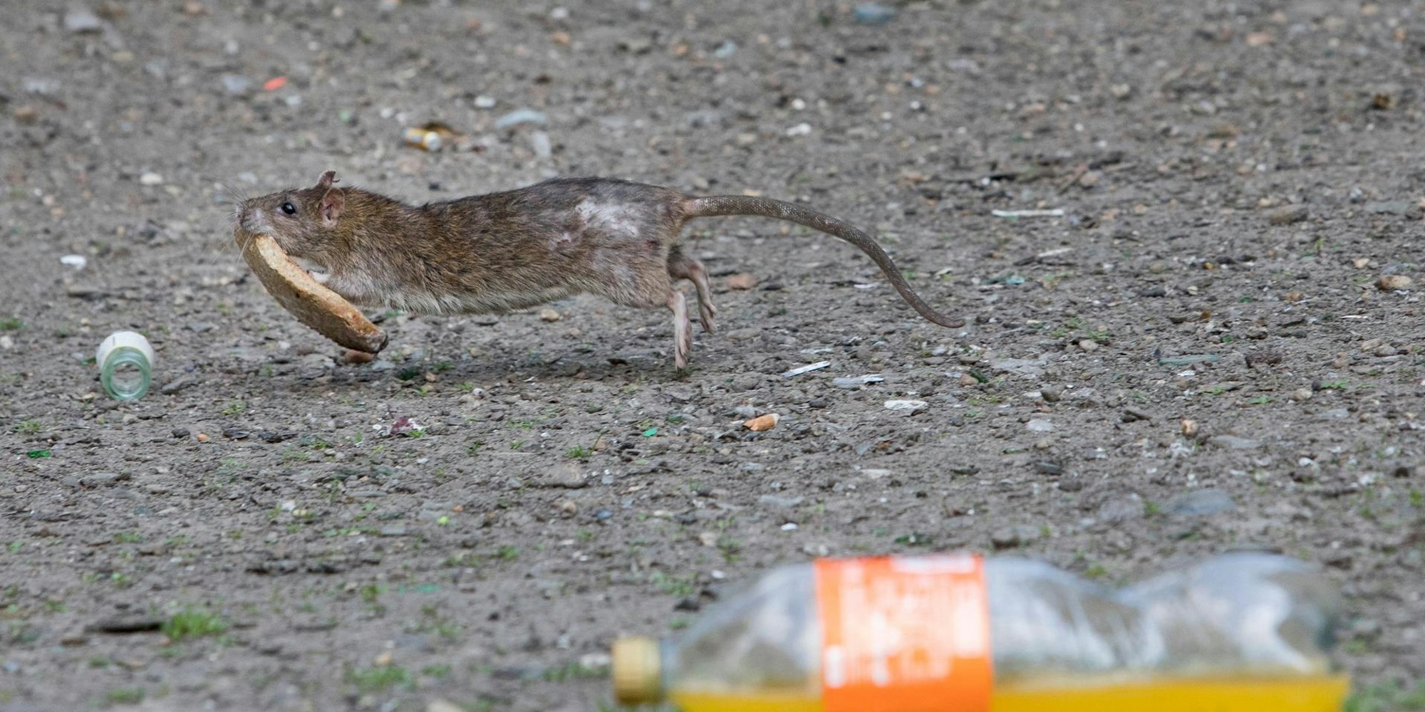 Rattenplage KÖlnberg BAUSE