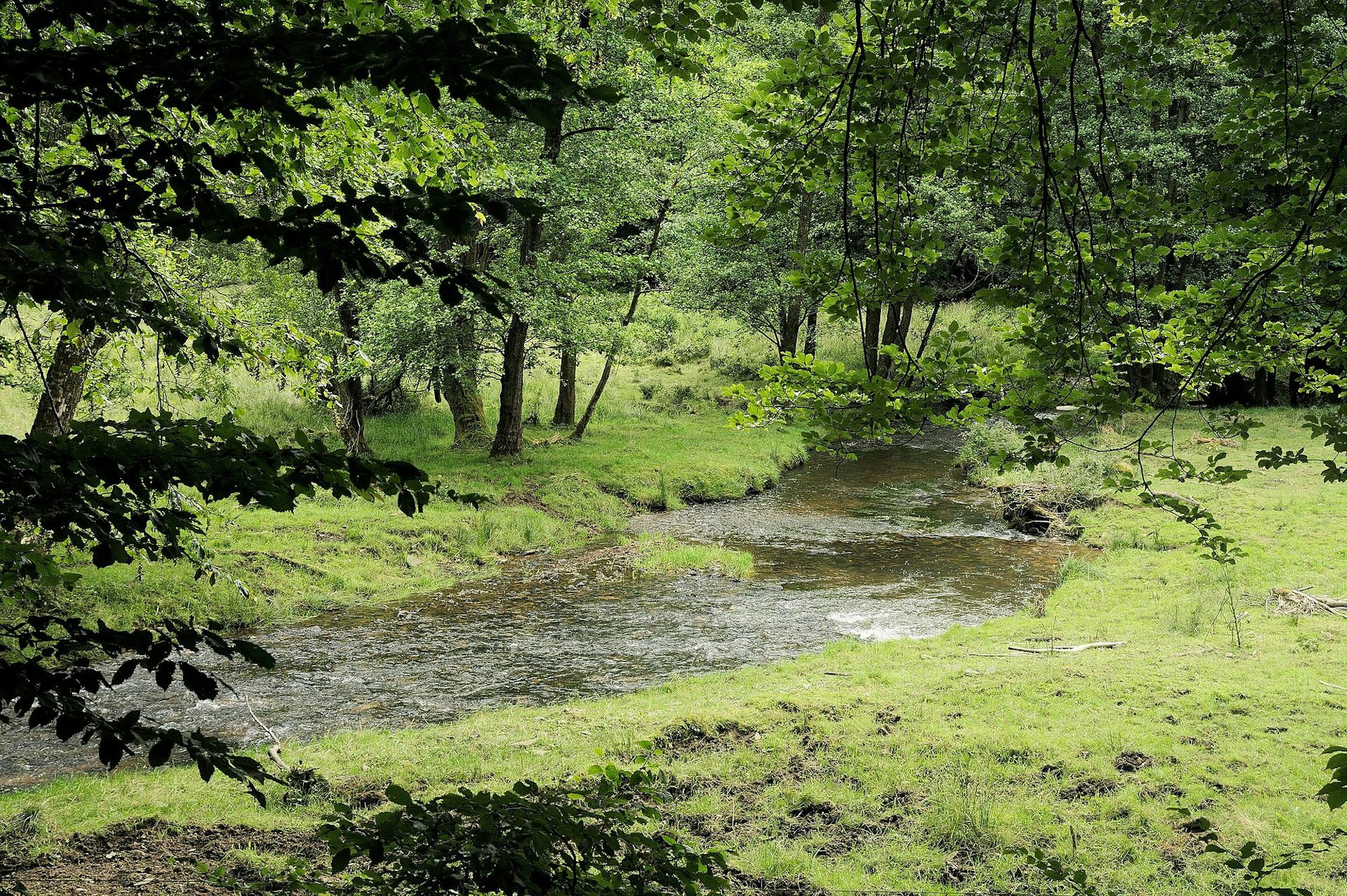 NSG_Oberes_Wiedtal_(04)_wiki_el_tommo_cc0