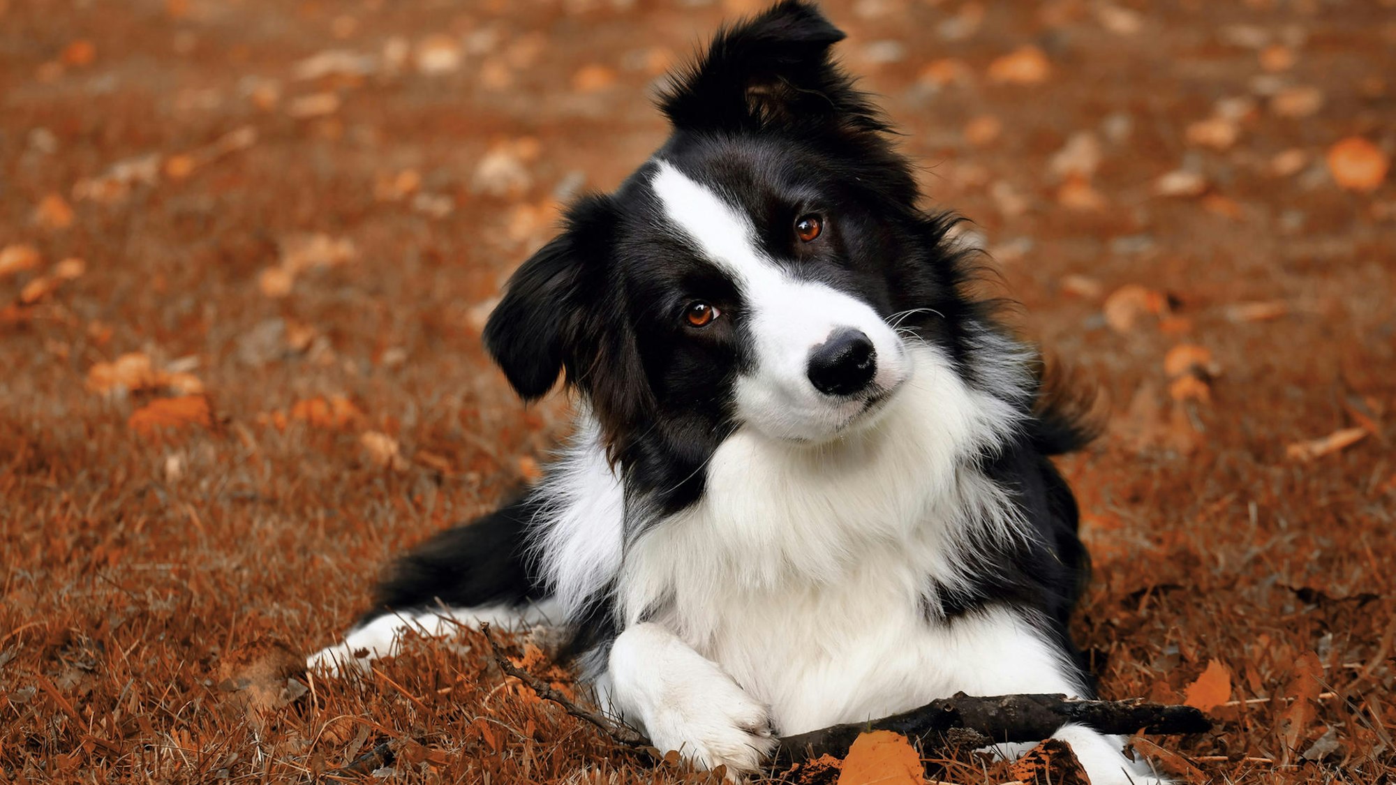 Ein schwarz-weißer Hund im Wald.