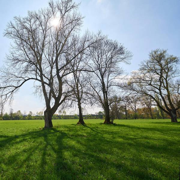 siegaue bonn