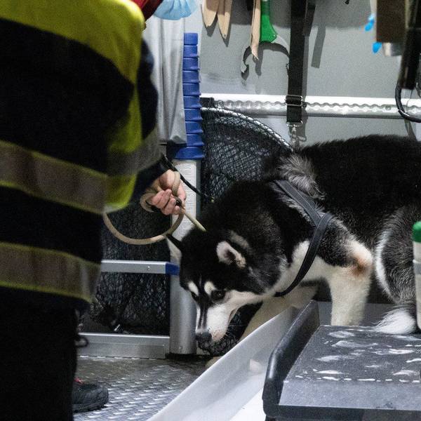 Huskys KRefeld