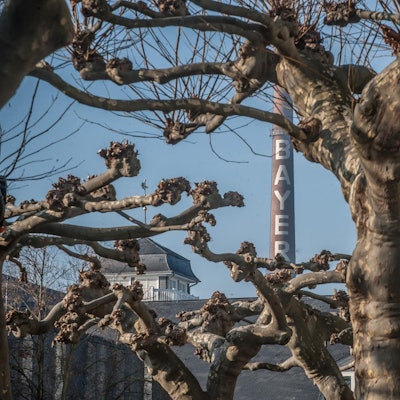 Bayer Platanen Leverkusen