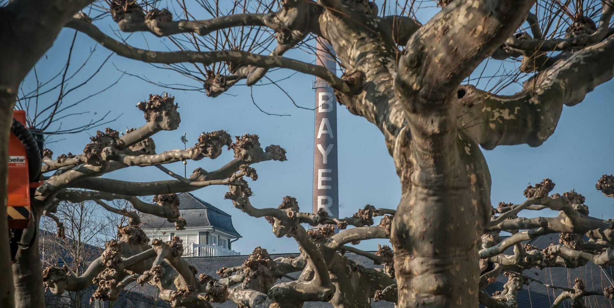 Bayer Platanen Leverkusen