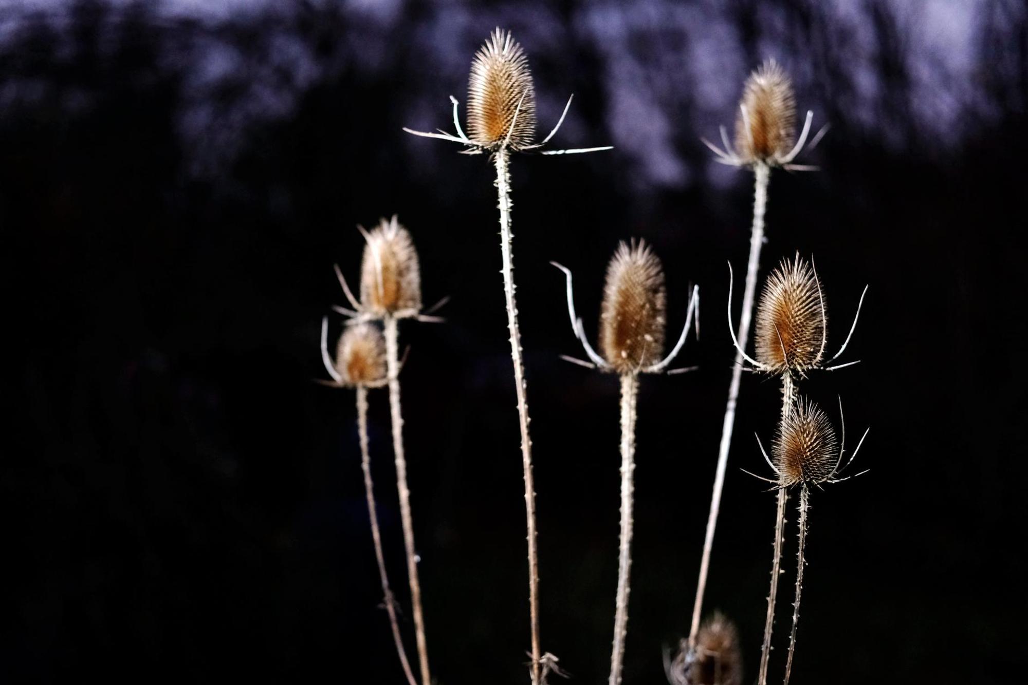 GartenWildeKarde