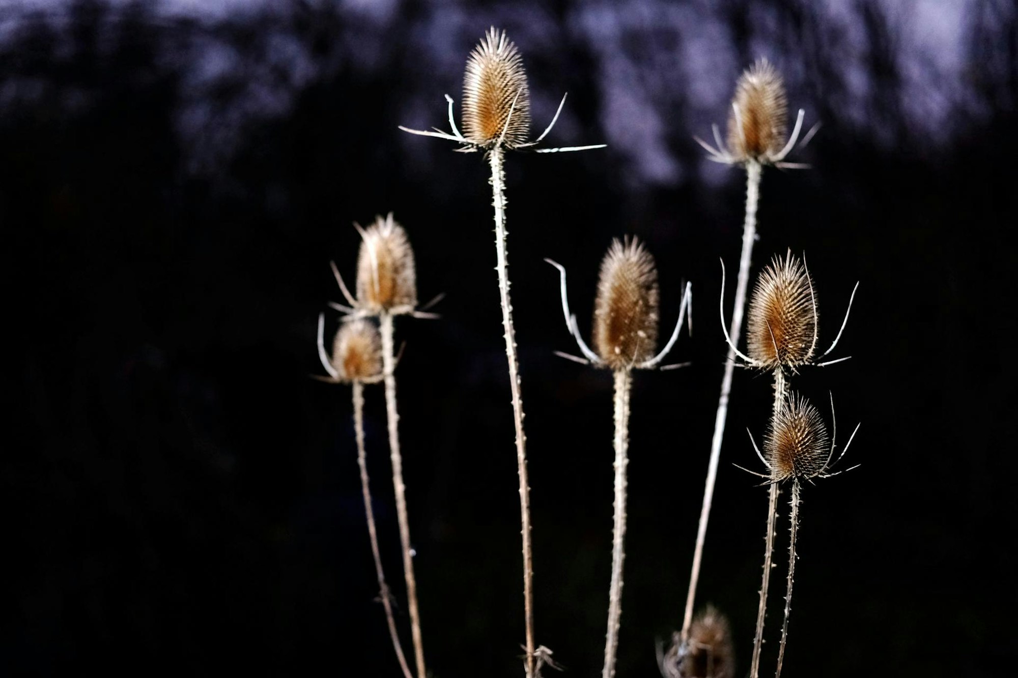 GartenWildeKarde