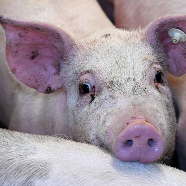 Schweine 190120