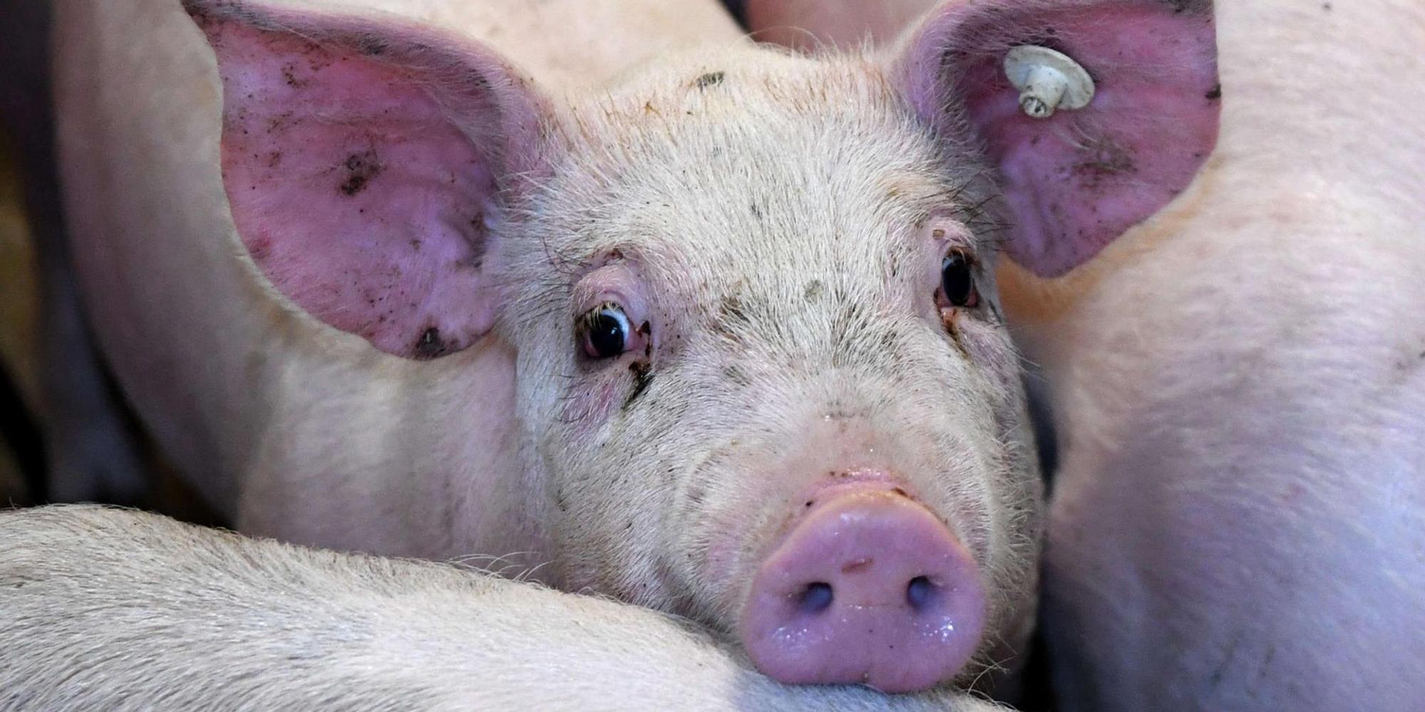 Schweine 190120