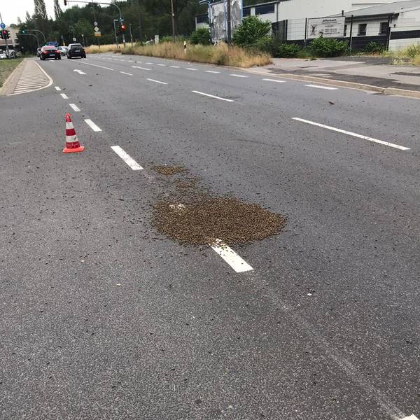 Bienen Köln