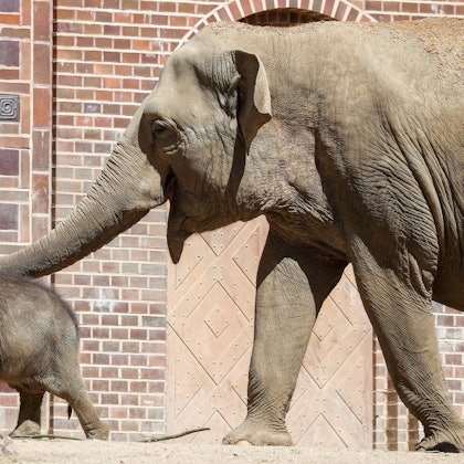 Elefantenjunge Ben Long 011019