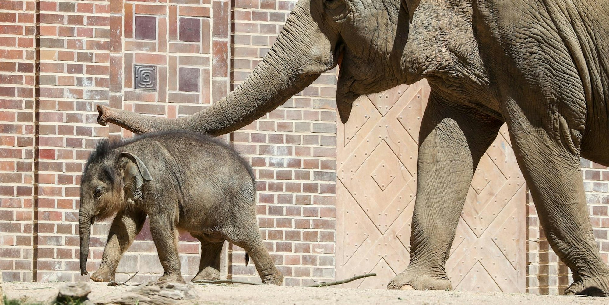 Elefantenjunge Ben Long 011019