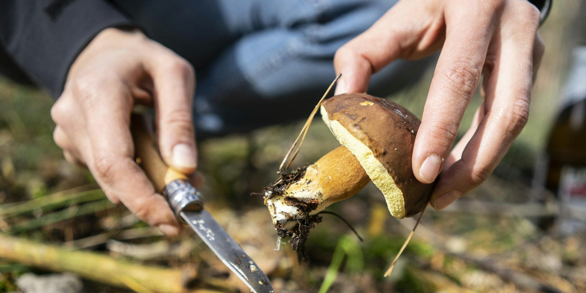 Feiner_Speisepilz Marone