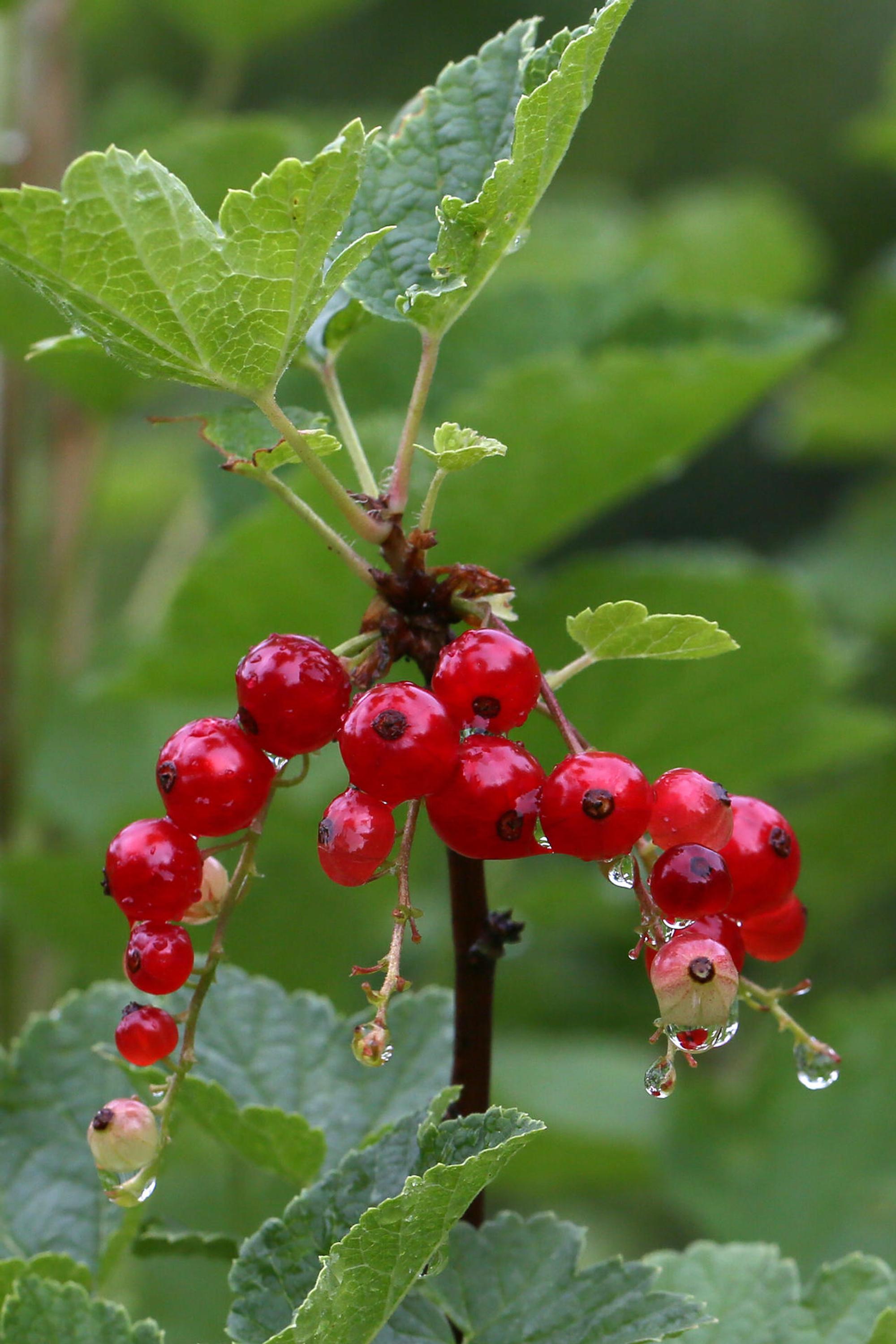 Johannisbeeren