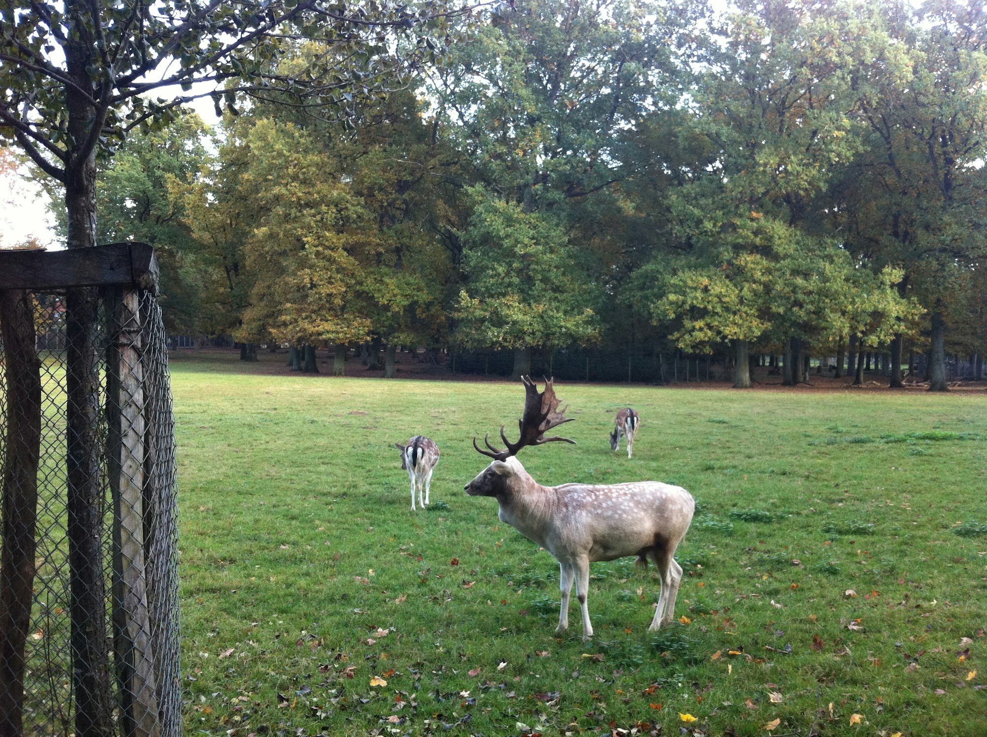wildpark duünwald1