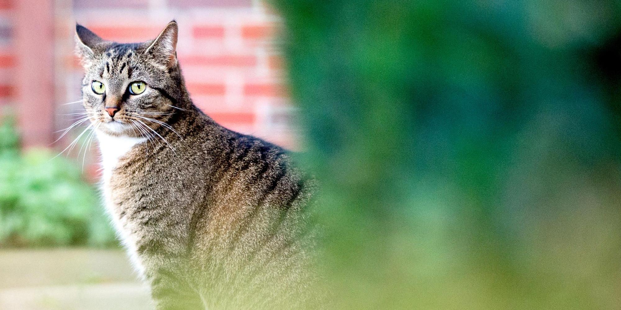 Katze