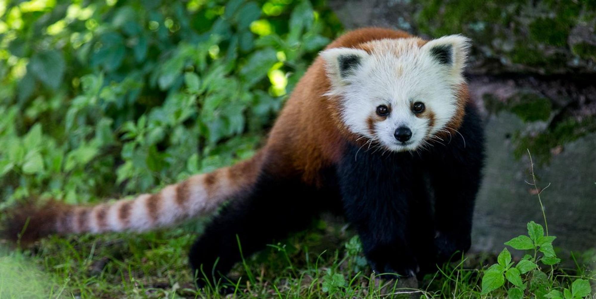 panda2