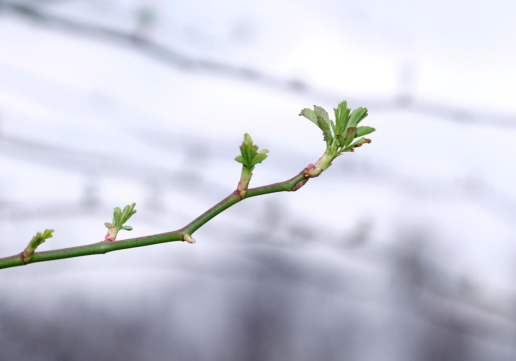 Garten Rosen