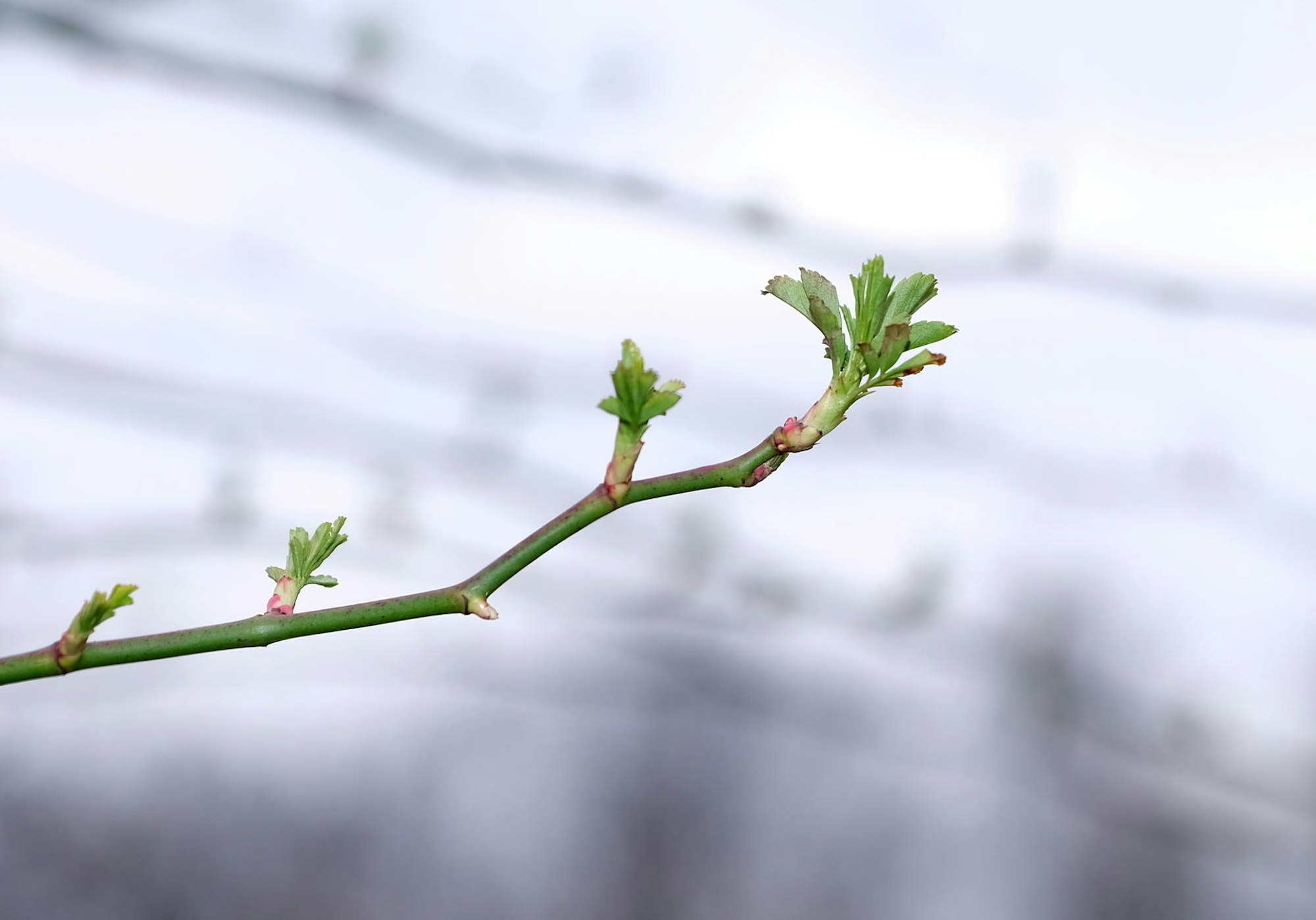 Garten Rosen