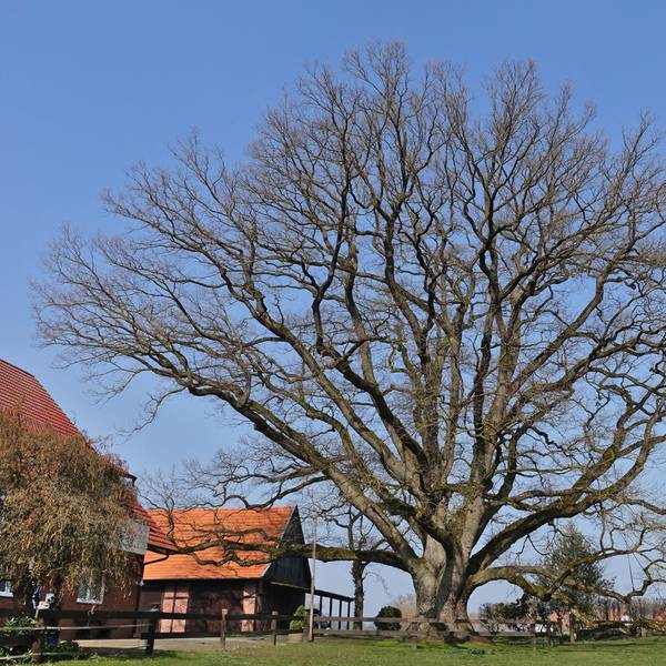 bäume3