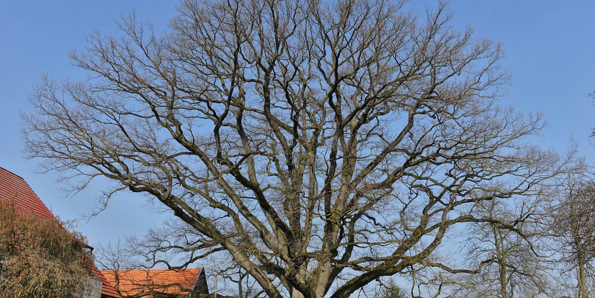 bäume3
