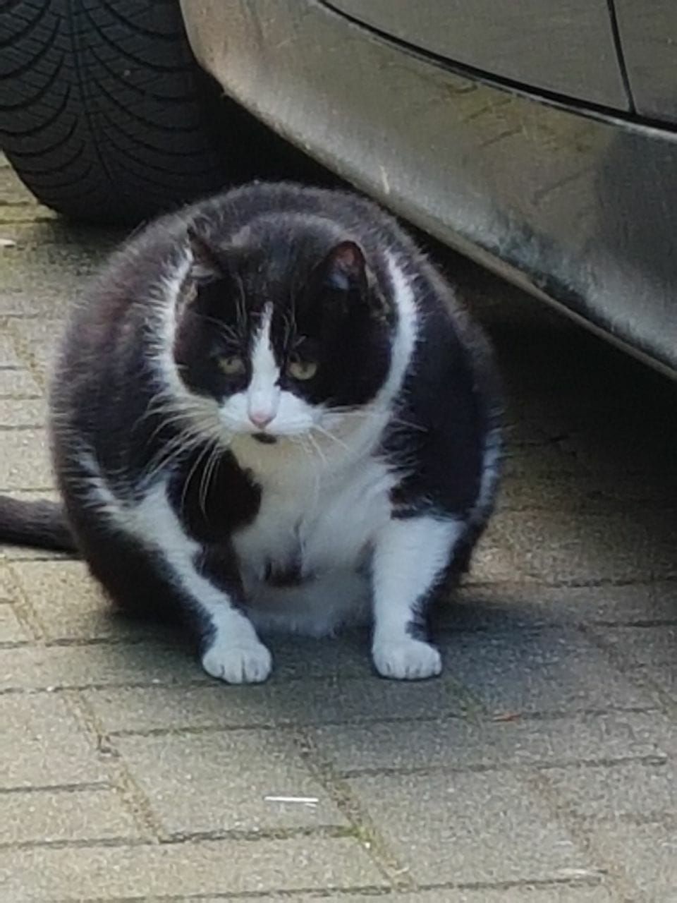 Katze Pummelinchen