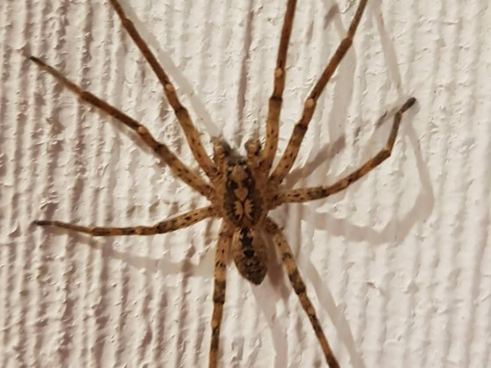 JUlia ERn Spinne3