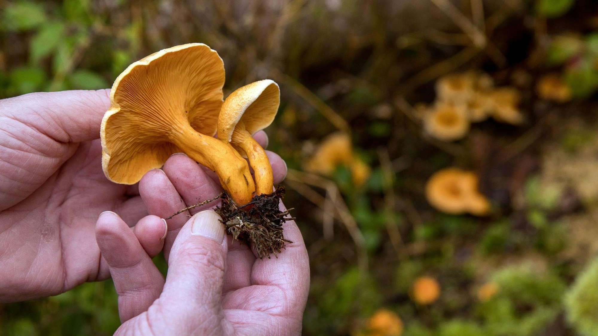 Ralf Dalheuser hält den falschen Pfifferling in seiner Hand.