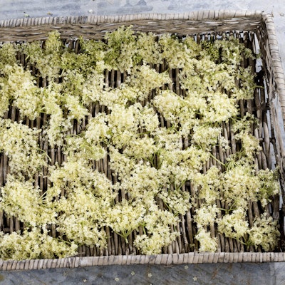 HolunderimagoBlickwinkel69647851h