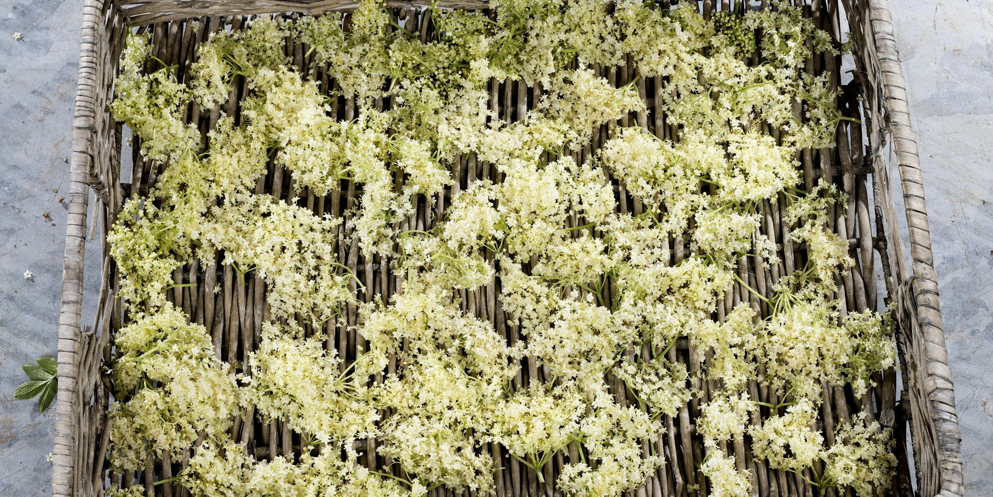 HolunderimagoBlickwinkel69647851h