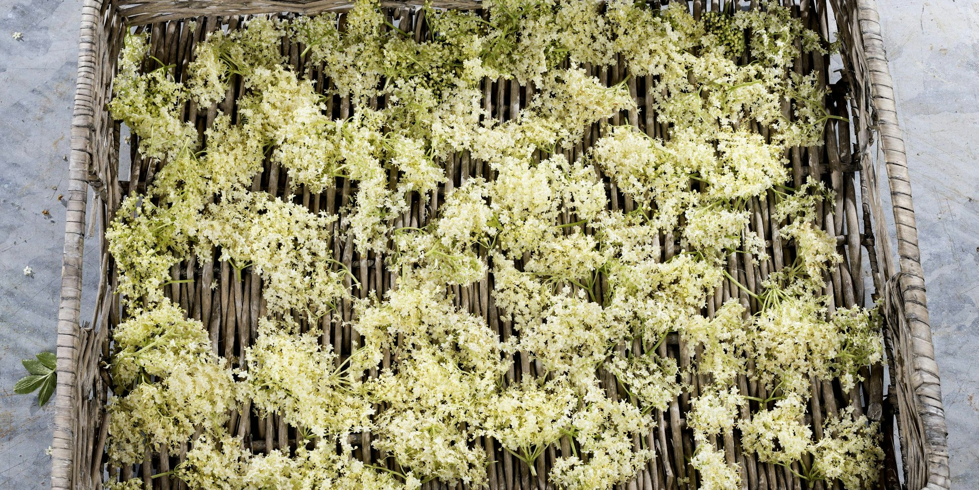 HolunderimagoBlickwinkel69647851h