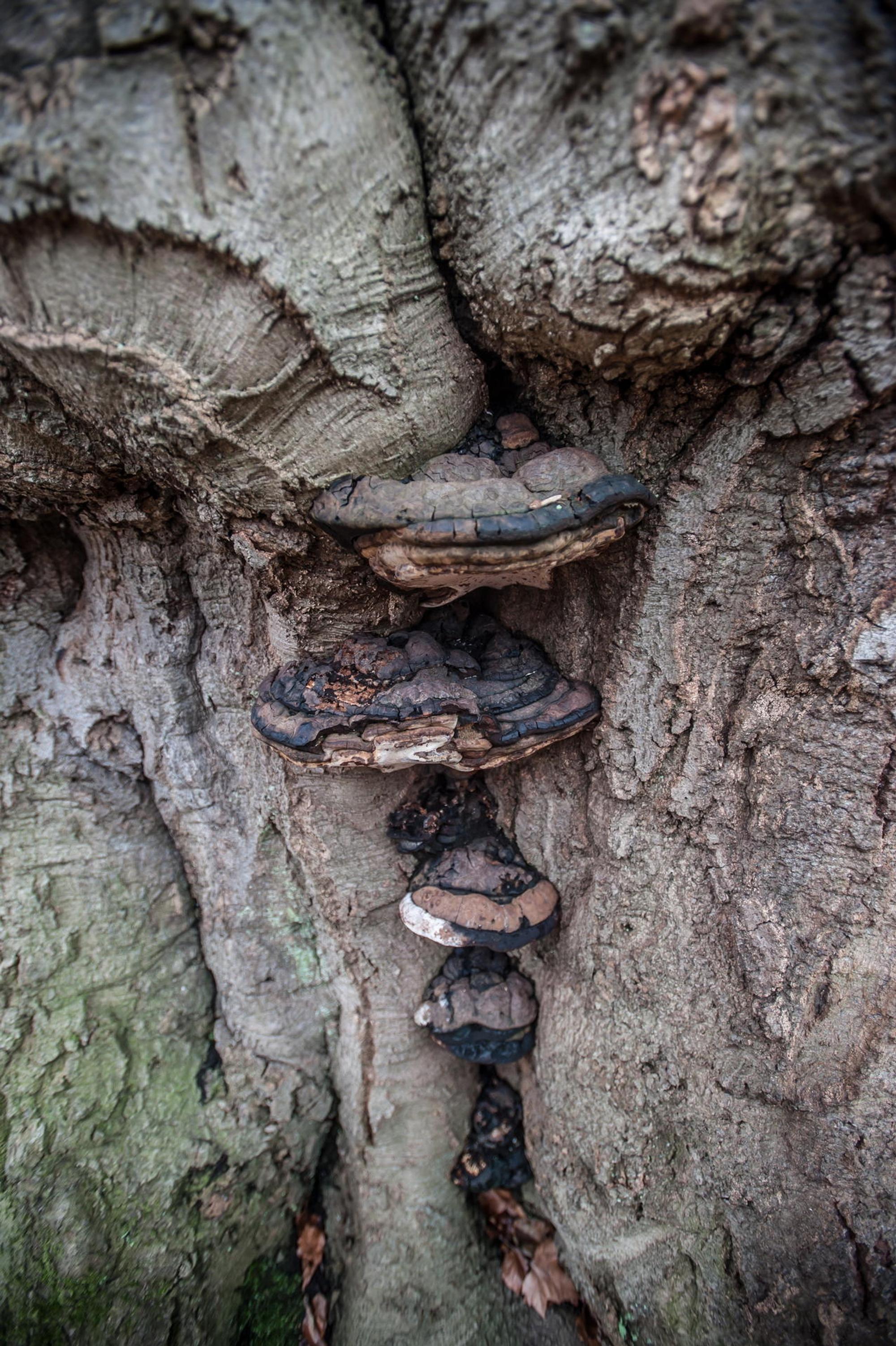 blutbuche_schlosspark-leverkusen_ALF_6875