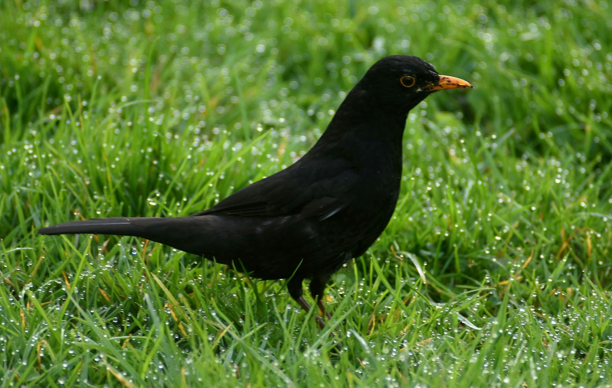 Vogelamsel